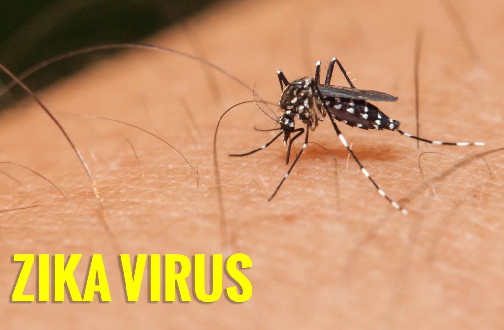 Virút ZIka do muỗi truyền bệnh gây teo não rất nguy hiểm cho thai nhi