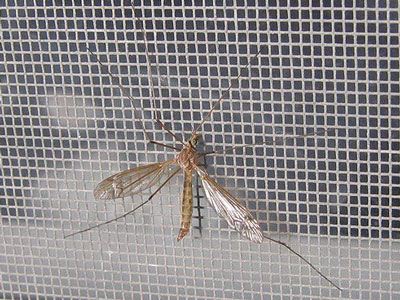 Cửa lưới chống muỗi - ngừa bệnh truyền nhiễm do côn trùng