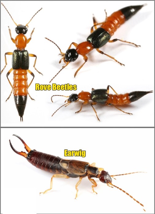 Loài bọ tai phổ biến tại khu vực Đông Nam Á