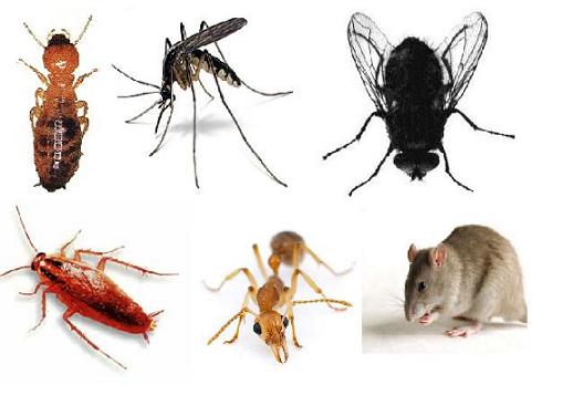 Danh sách các loại côn trùng đang lẩn trốn trong nhà bạn