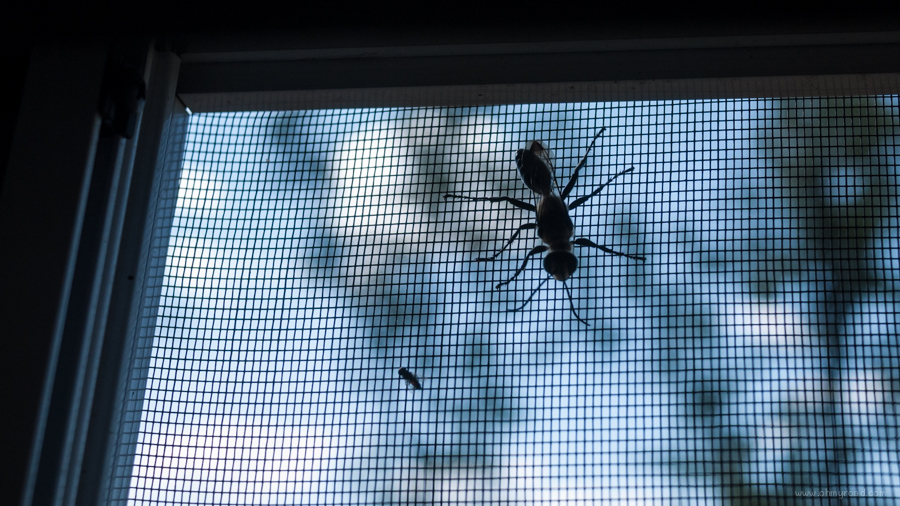 Lưới chống côn trùng – áo giáp bảo vệ ngôi nhà bạn